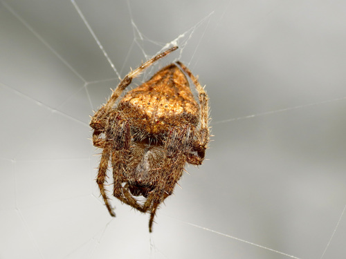 Eriophora edax