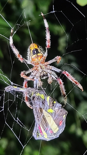 Tropical Orbweaver