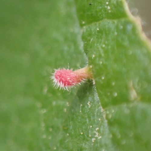 Plum Finger Gall Mite