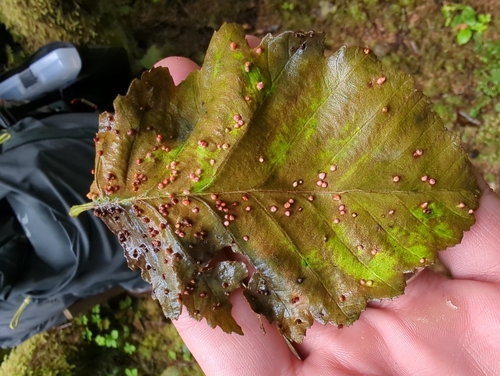 Alder Leaf Gall Mite