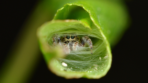 Bronze Jumping Spider