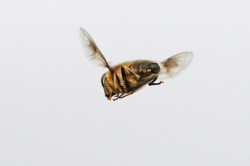Tapered Drone Fly