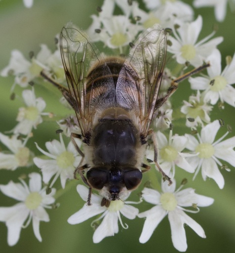 Common Drone Fly