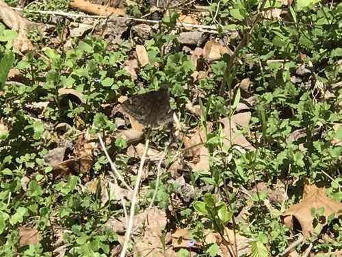 Juvenal's Duskywing