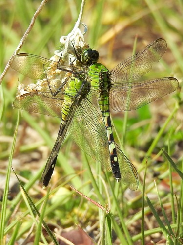 Eastern Pondhawk