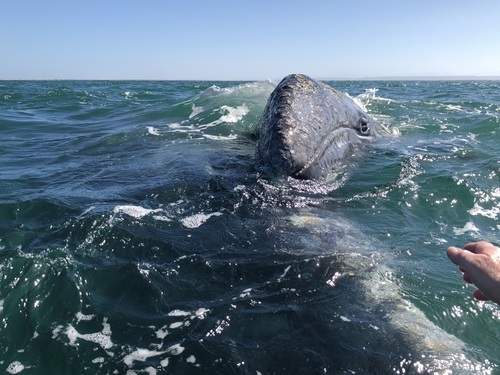 Grey Whale