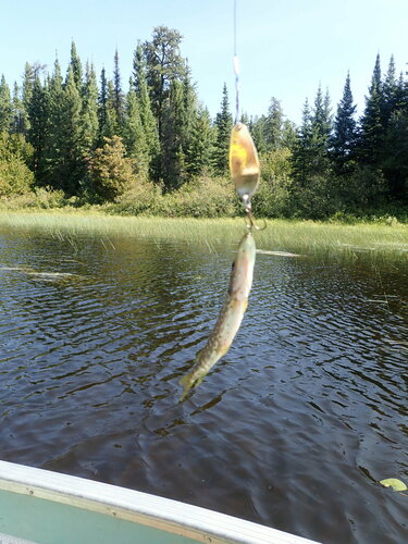 Northern Pike
