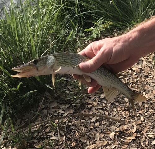 Chain Pickerel