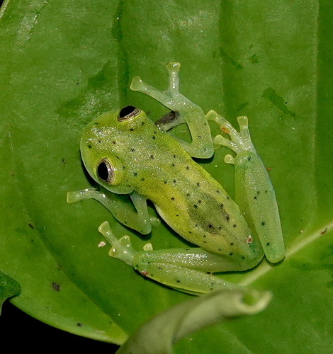 Emerald Glass Frog