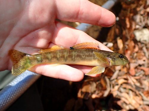 Greenside Darter