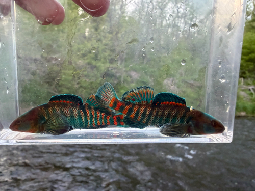 Rainbow Darter