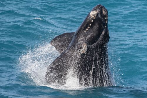 Southern Right Whale
