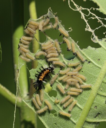 Milkweed Tussock Moth