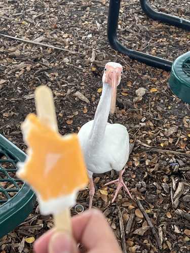 White Ibis