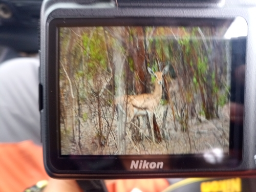 Red-fronted Gazelle