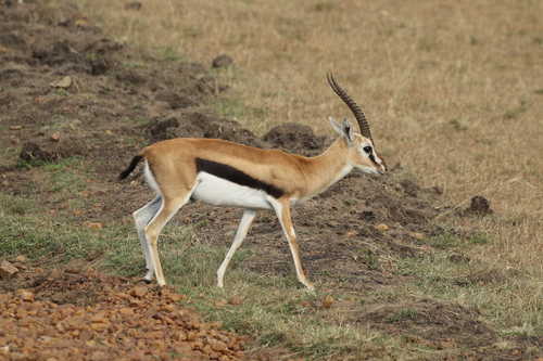 Thomson's Gazelle