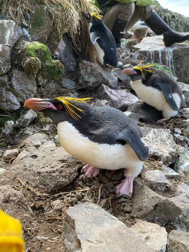 Macaroni Penguin