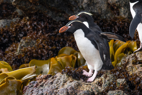 Snares Penguin
