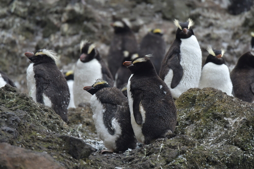 Erect-crested Penguin