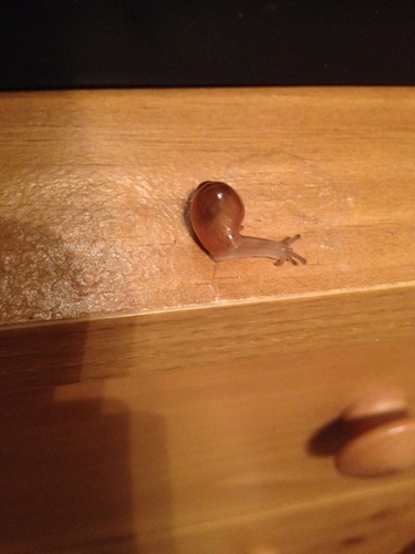 Rosy Wolfsnail