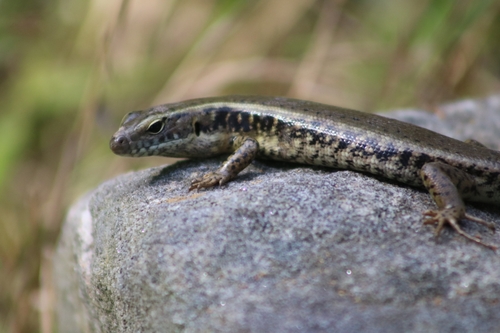 Eastern Water Skink