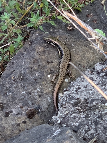 Southern Water Skink