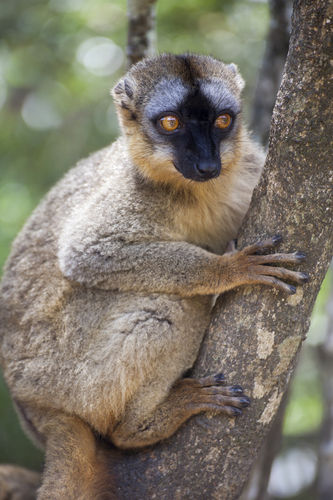Common Brown Lemur