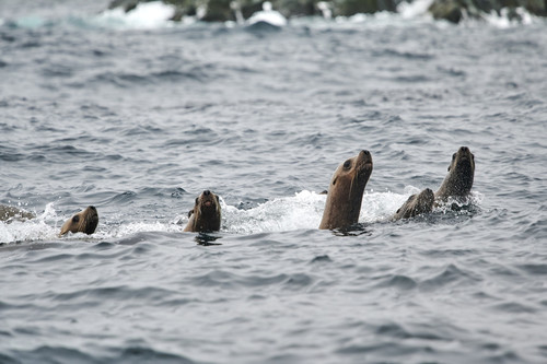 Steller Sea Lion
