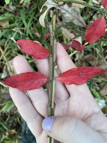 Winged euonymus