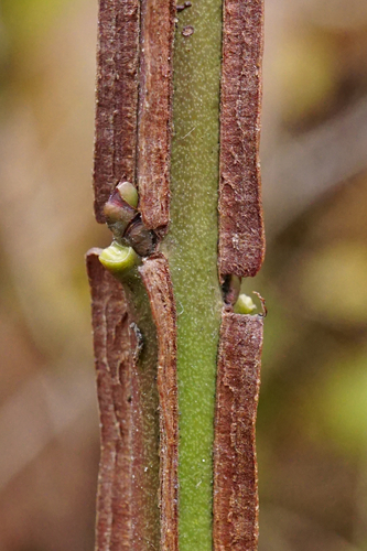 Spindle