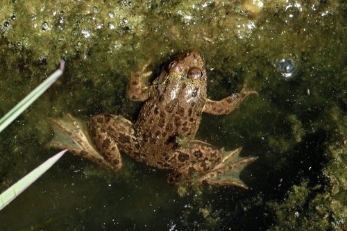 Common skittering frog