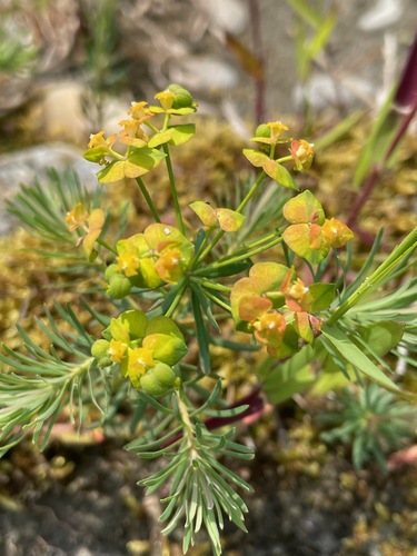 Cypress spurge