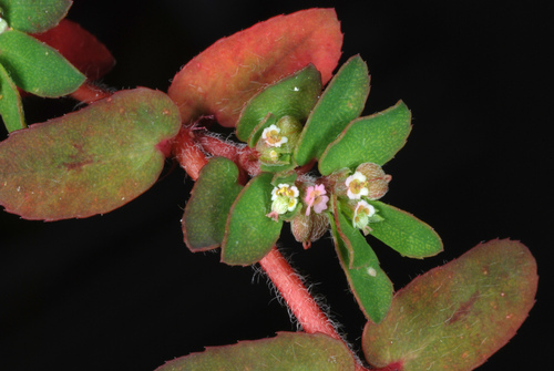 Spotted spurge