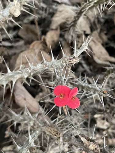 Crown-of-Thorns