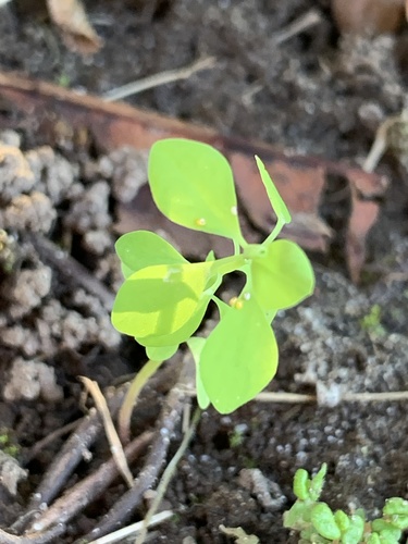 Petty Spurge