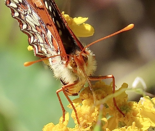 Variable Checkerspot
