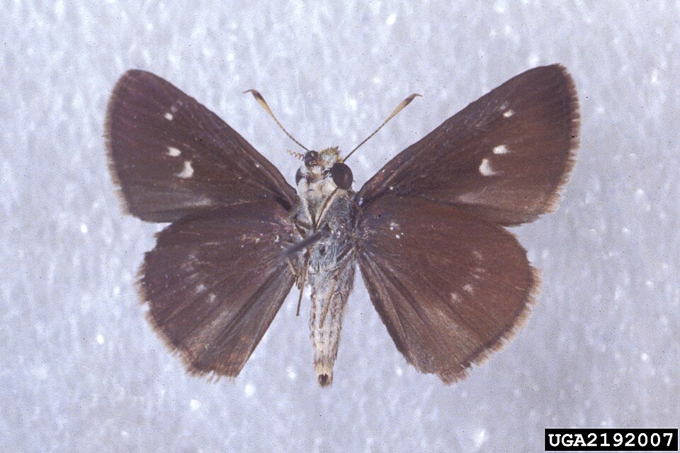 Dun Skipper