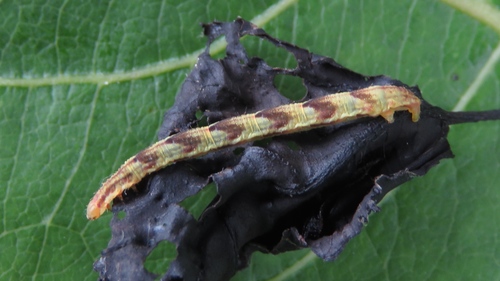 Common Eupithecia Moth
