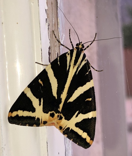Jersey Tiger