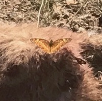 Variegated Fritillary