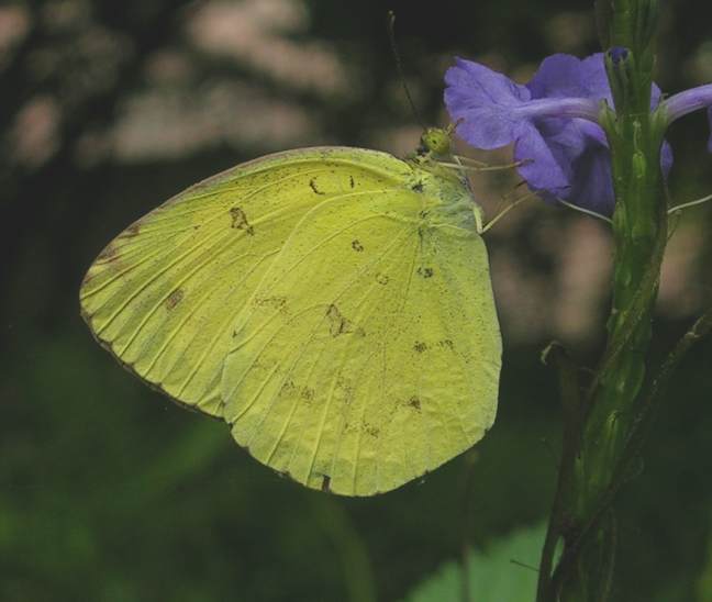 Common Grass Yellow