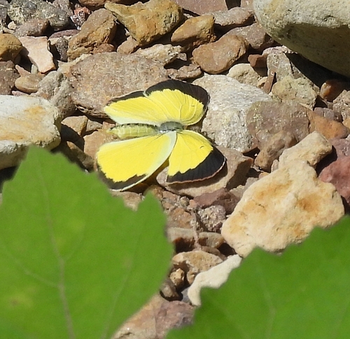 Little Yellow