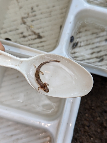 Northern Two-lined Salamander