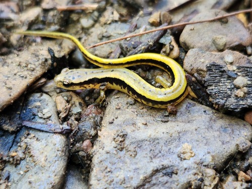 Southern Two-lined Salamander