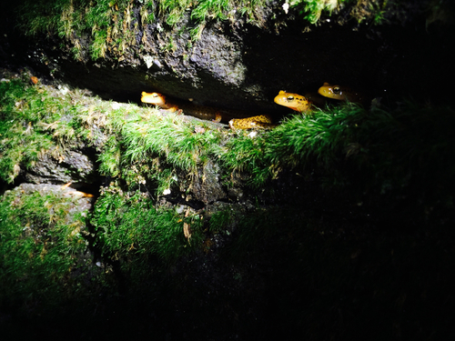 Long-tailed Salamander