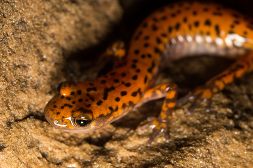 Cave Salamander