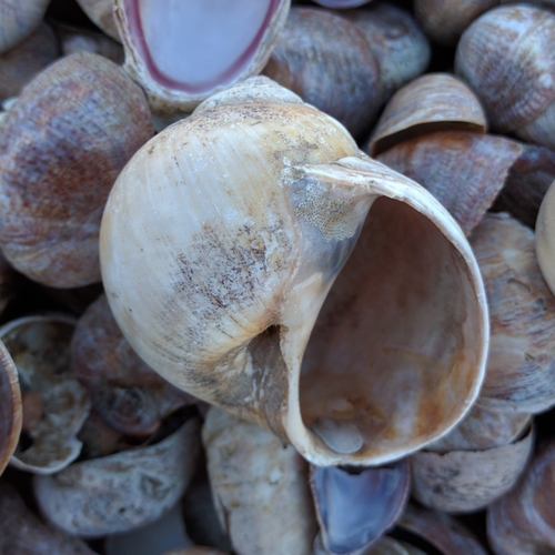 Northern Moonsnail