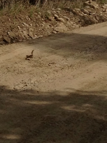 Siberian Chipmunk