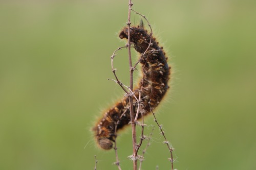 Drinker Moth