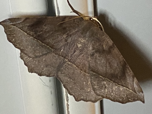Curved-toothed Geometer Moth